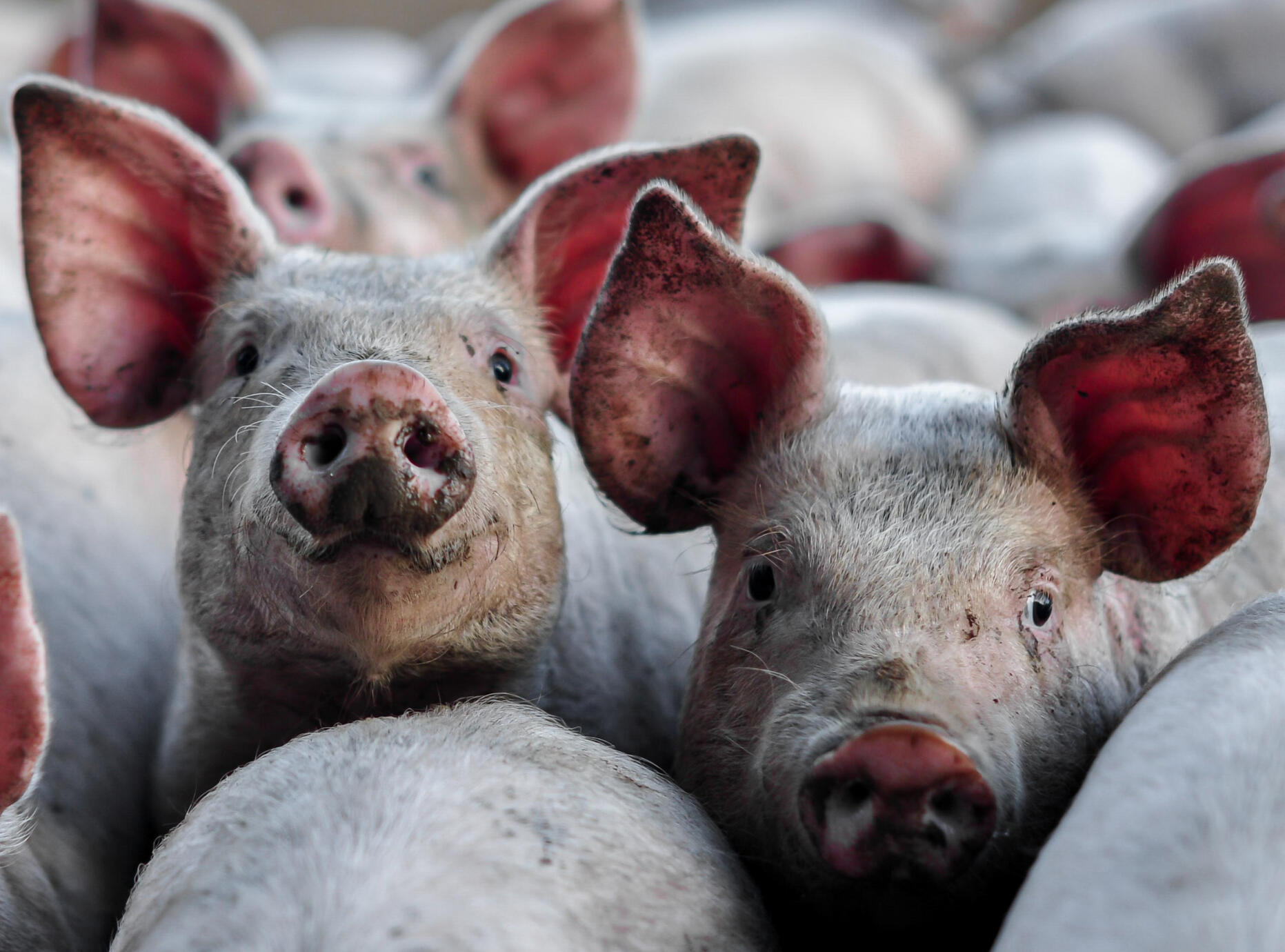 Peppa, is that you ?